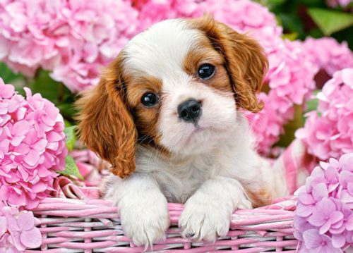 Castorland Pup in Pink Flowers, Puzzle 180 db-os (B-018185)