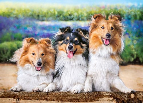 Castorland Shelties in the Lavender Garden, Puzzle 200 db-os (B-222117)