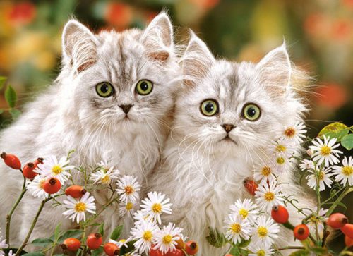 Castorland Persian Kittens, Puzzle 200 db-os (B-222131)