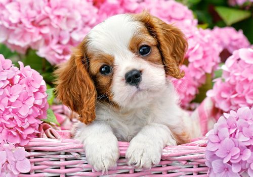 Castorland Pup in Pink Flowers, Puzzle 500 db-os (B-52233)