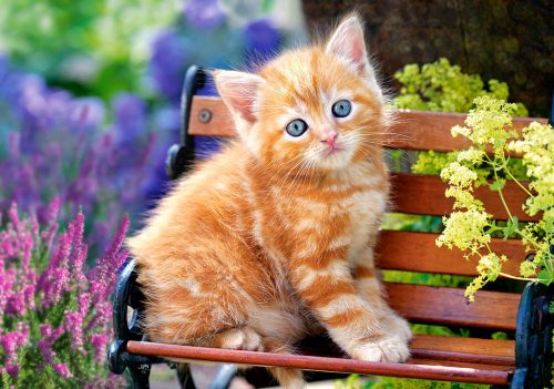 Castorland Ginger Kitten, Puzzle 500 db-os (B-52240)