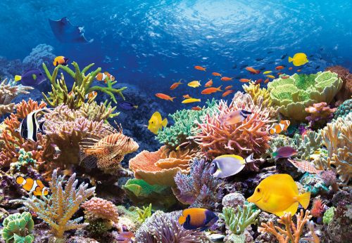 Castorland Coral Reef Fishes,Puzzle 1000 db-os (C-101511-2)