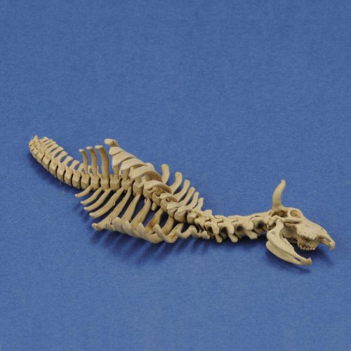 Royal Model Cow skeleton n.1 3D printed 1:35 (RM1046)