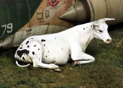 Royal Model Cow lying down 1:35 (RM748)