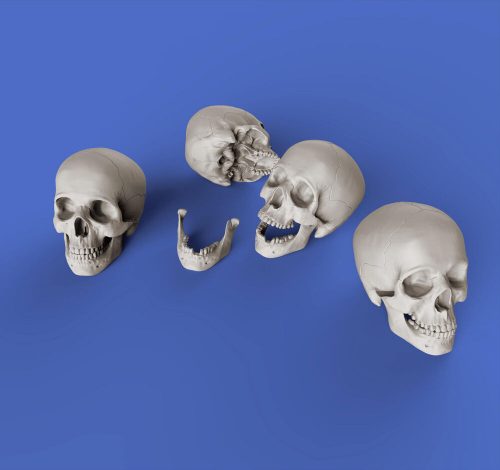 Royal Model Skulls 1:35 (RM853)