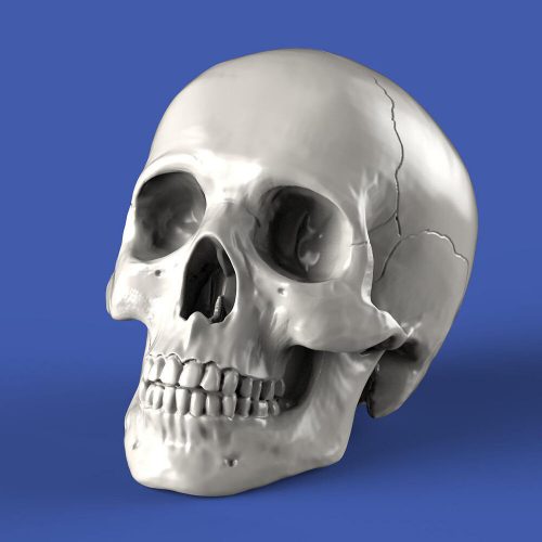 Royal Model Skulls (75mm) (RM857)